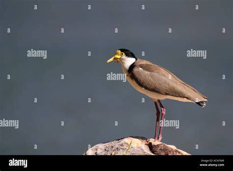 spur-winged or masked-plover Stock Photo - Alamy