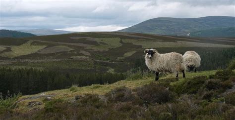 Scottish Highlands sheep | Smithsonian Photo Contest | Smithsonian Magazine