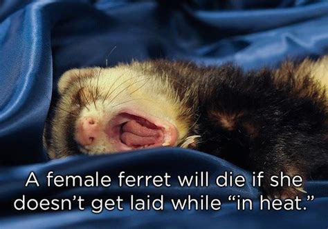 Weird Animal Facts (22 pics)