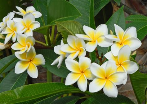 Plumeria Alba jigsaw puzzle in Flowers puzzles on TheJigsawPuzzles.com