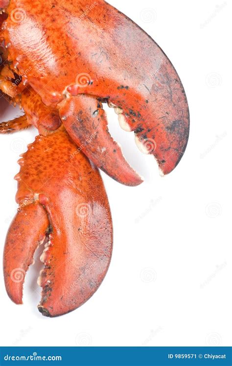 Lobster Claws stock image. Image of crustaceans, isolated - 9859571