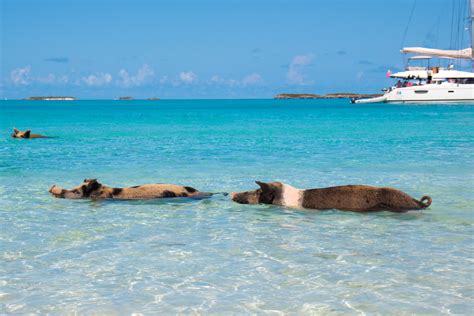 Big Major Cay Bahamas: Home to the Swimming Pigs Island in Exuma