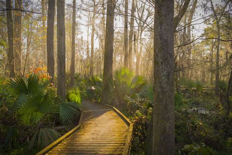 6 Beautiful New Orleans Hikes & Nature Walks – Bearfoot Theory