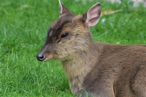 Free Images : animal, wildlife, mammal, rest, fauna, wallaby, animals, vertebrate, white tailed ...