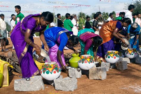 Photo Gallery: 12 Pongal Festival Pictures in Tamil Nadu