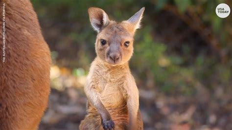 Kangaroo joey takes its first hops at Australia zoo