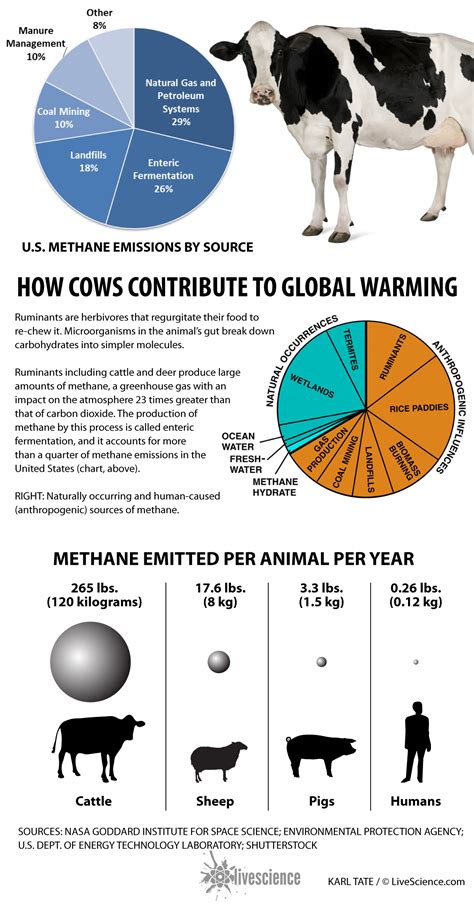 Mooooove Over, Cows! Kangaroo Farts Warm the Earth, Too | Live Science