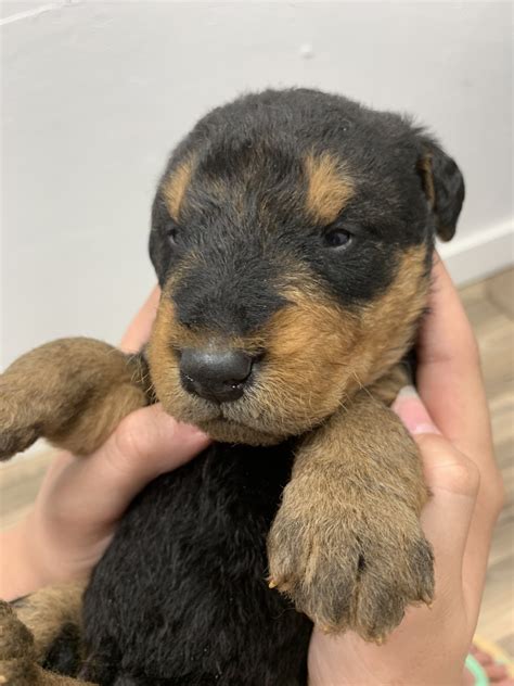 Airedale Terrier Puppies For Sale | Dallas, TX #297788