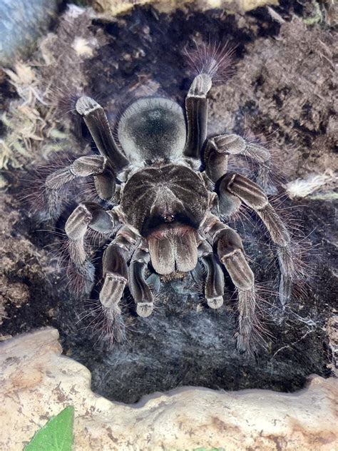 My Goliath birdeater after his recent molt : r/spiders