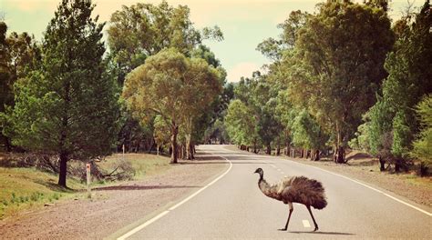 Flinders Ranges Travel Guide 2024: The Best of Flinders Ranges | Expedia