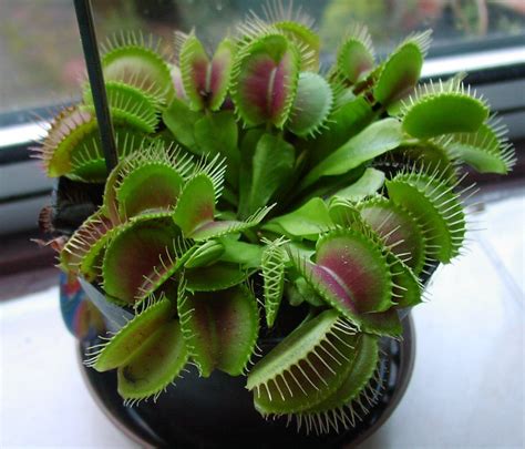 Cute Potted Insectivorous Plant Seeds Dionaea Giant Clip Venus Flytrap Seeds