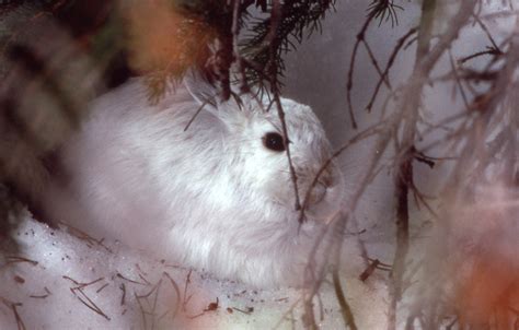 The Beauty Of Animals: Snowshoe Hare