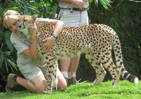 File:Australia Zoo cheetah and zookeepers.jpg - Wikipedia