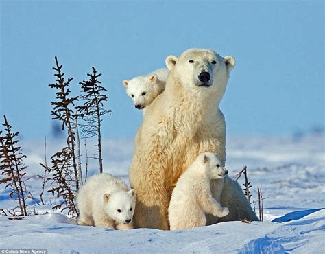 Polar bear cubs pictured keeping close to mom in Canadian wilderness ...