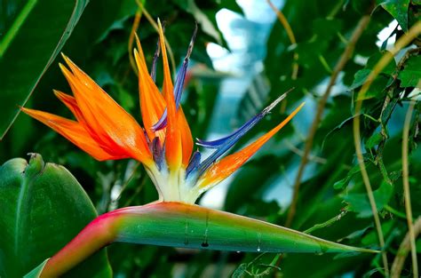 🔥 [80+] Bird Of Paradise Wallpapers | WallpaperSafari