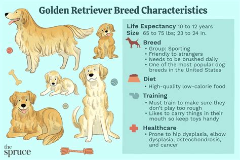 Golden Retriever: Dog Breed Characteristics & Care