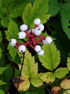 White Baneberry is native to the eastern areas of North America