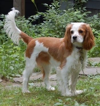 Cockalier Dog Breed Information and Pictures