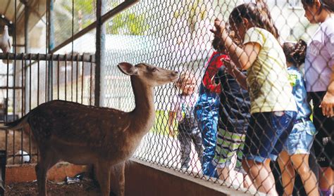 Short of animals, Gaza Zoo fights to survive｜Arab News Japan