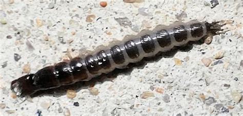 Black beetle larvae with white picture frames - Pasimachus - BugGuide.Net