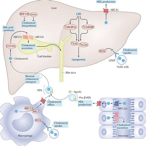 Cholesterol Synthesis In Liver