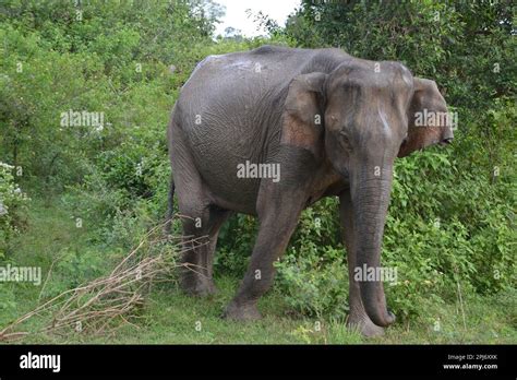 Wasgamuwa National Park Safari Stock Photo - Alamy