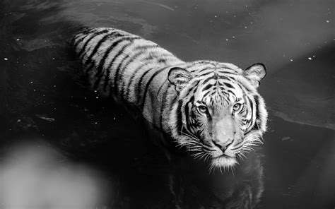 Animais Tigre Branco Papel de Parede | Tigre branco, Animais, Tigre