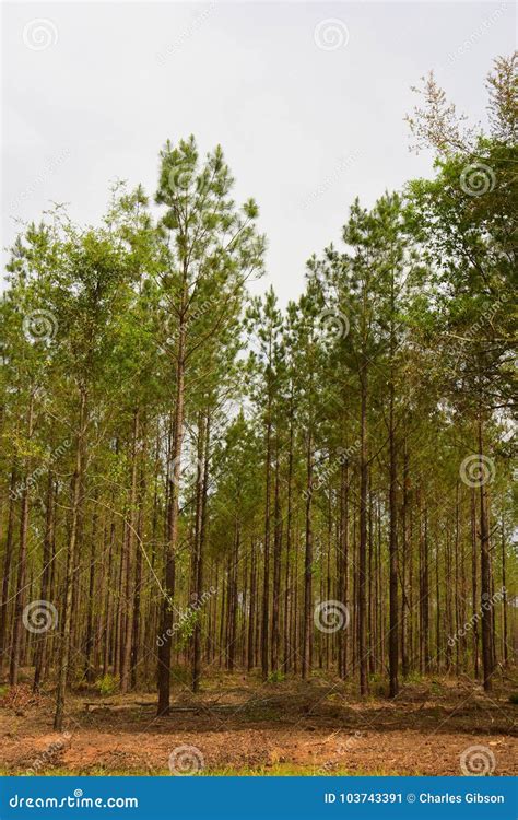 Georgia Pine Tree Plantation Stock Image - Image of land, biology: 103743391