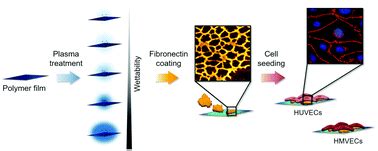 Fibronectin adsorption on oxygen plasma-treated polyurethane surfaces modulates endothelial cell ...