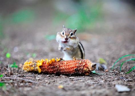 Great photos of animals from the summer of 2015