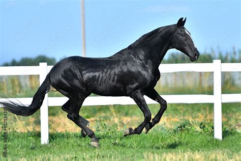 Black Akhal Teke stallion galloping along paddock fence. Side view, in ...