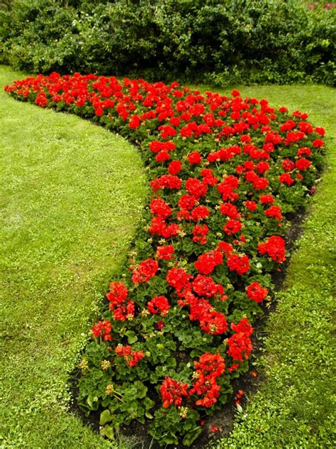 Red garden flowers photos