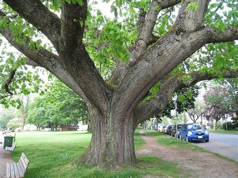 New Jersey State Tree | Northern Red Oak | Red oak tree, Red oak, Tree