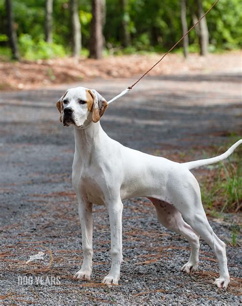 Pointer Pictures and Informations - Dog-Breeds.com