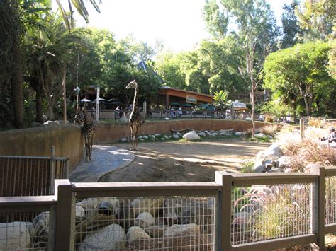 Masai Giraffe Habitat | ZooChat