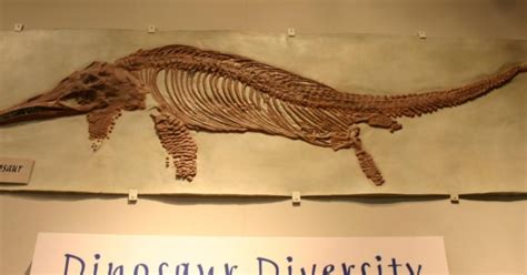 Ichthyosaur fossil discovery in India sheds light on their evolution & diversity