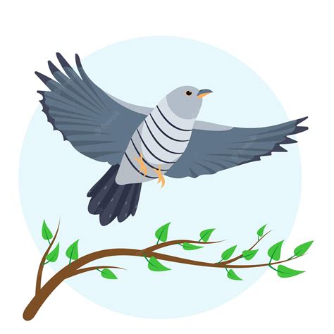 Premium Vector | Grey Cuckoo bird flying in sky isolated on white