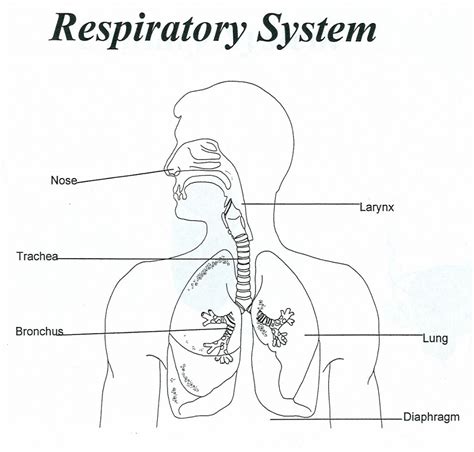 Label The Respiratory System Worksheet