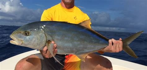 Fish Rules - Jack, Yellow in FL State Waters