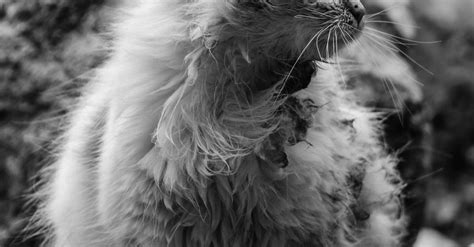 Grayscale Photo of Cat · Free Stock Photo