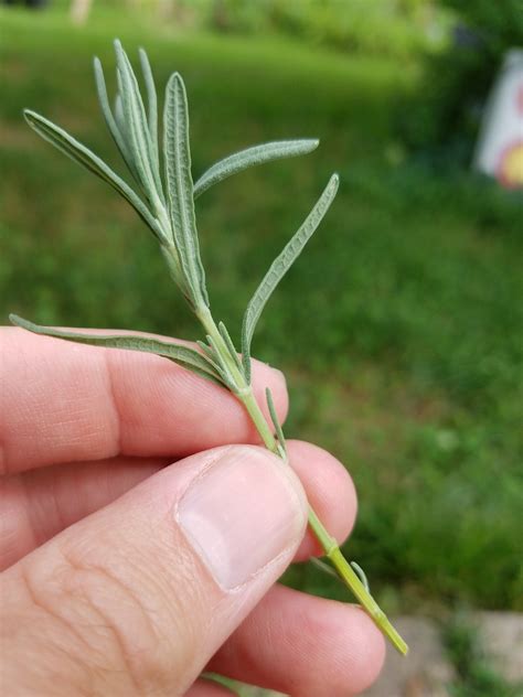 Propagating Lavender | Growing lavender, How to propagate lavender, Lavender