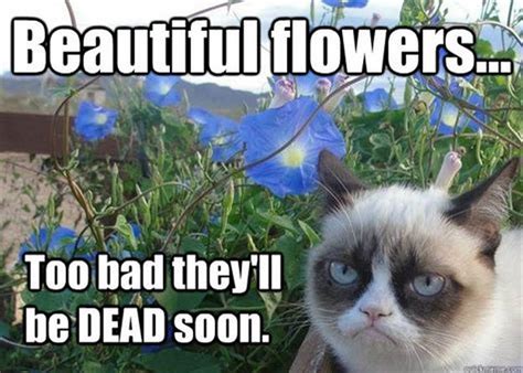 41 Delightful Flower Memes Blooming with Laughter