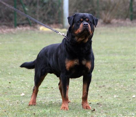 Rottweiler Breeders In Oregon : Rottweiler puppy dog for sale in ...