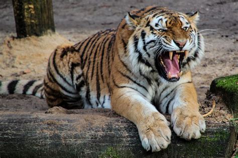 Different Types Of Tigers Found In The World