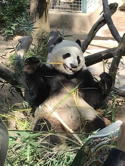 San Diego Zoo Pandas Head Back To China – The Commander