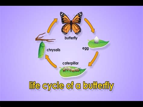 butterfly youtube channel