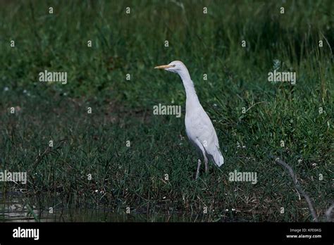 Cattle egret resting on the ground in its habitat Stock Photo - Alamy