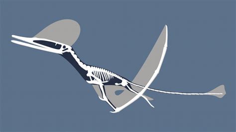 Pterosaur Ceoptera evansae: A new species found on Skye