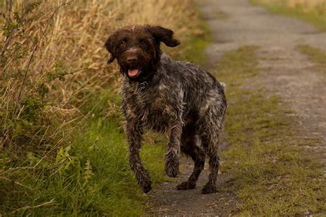 Meet the Wirehaired Pointing Griffon!