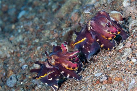 Real Monstrosities: Flamboyant Cuttlefish